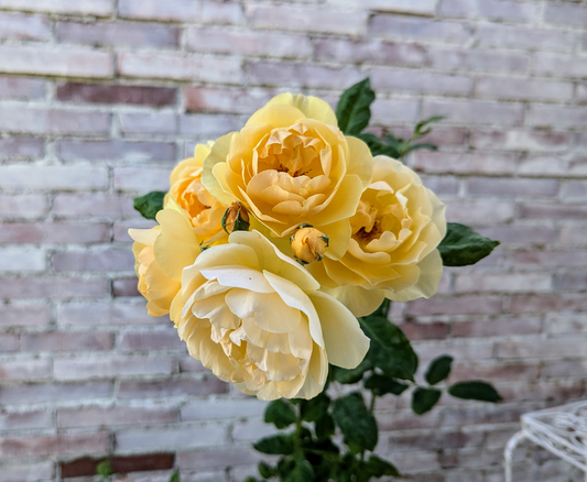 Free few thorn David Austin yellow climbing rose plant cuttings