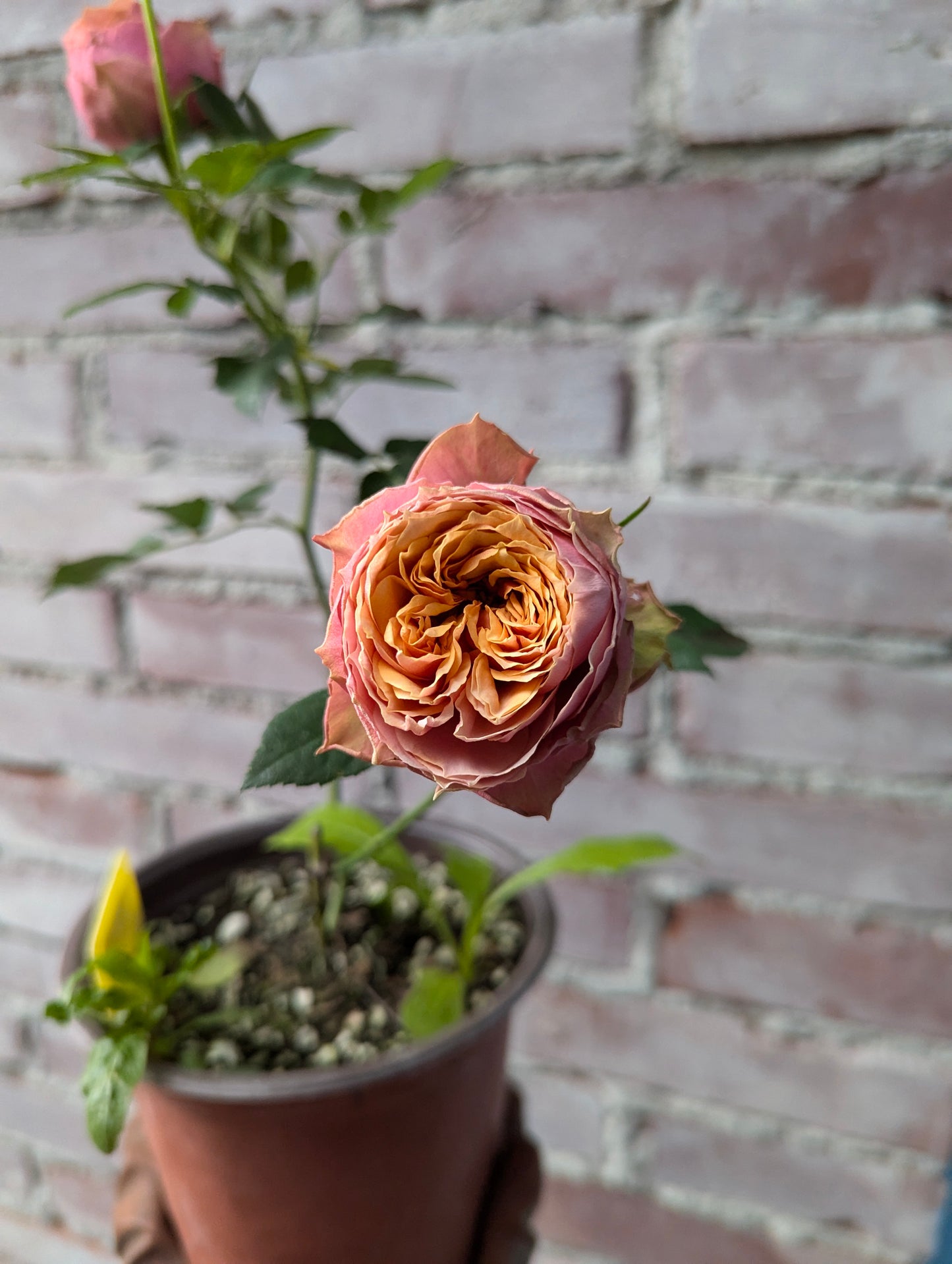 Kensington Gardens lookalike rose plant flower bush shrub