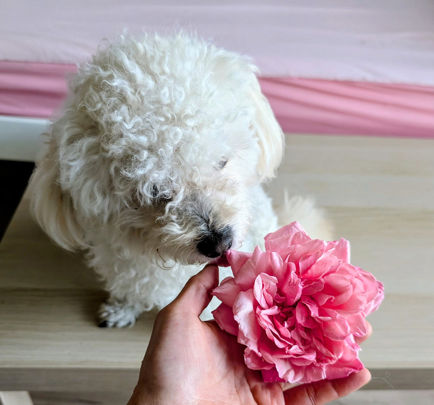 General Schablikine garden rose flower cutting
