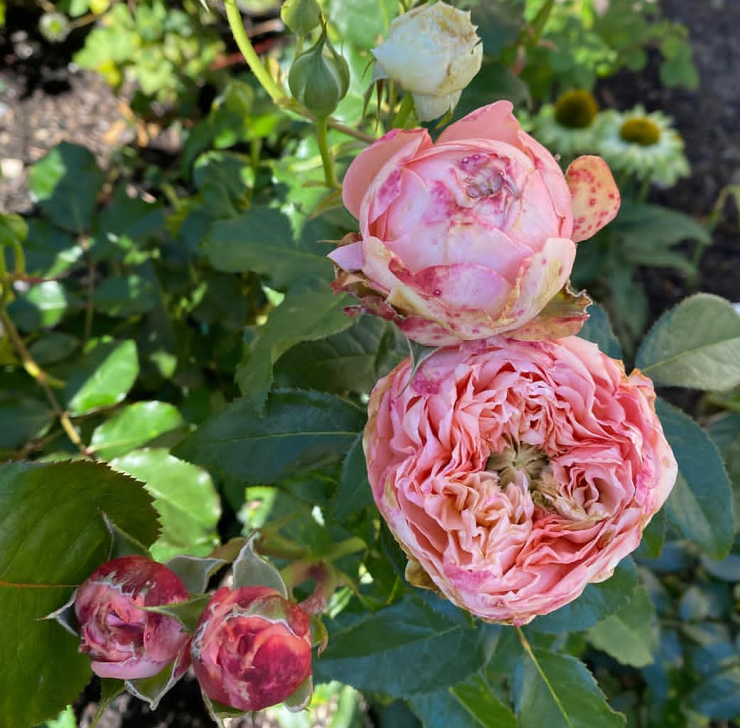 Harper lookalike garden rose plant flower bush deciduous shrub