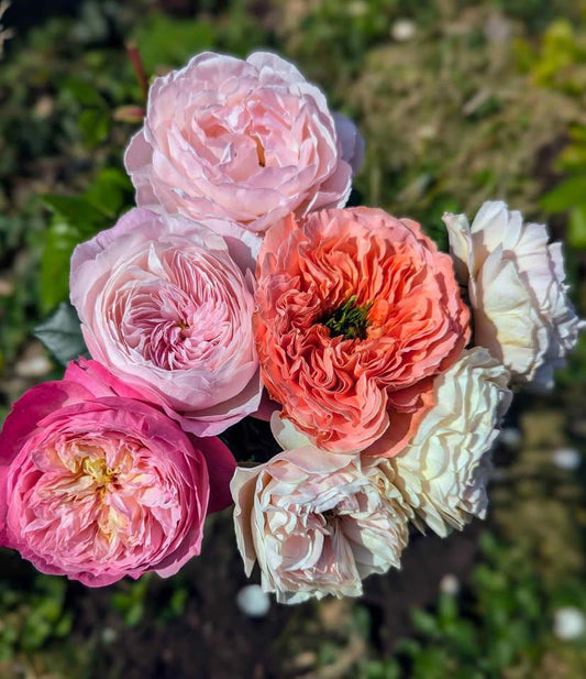 10 mixed rose plants: English Ausjameson, her lover Romeo, Ausimmon and her other friends