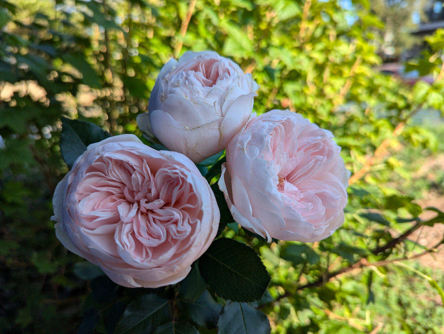 Sabrina lookalike garden rose plant flower bush shrub