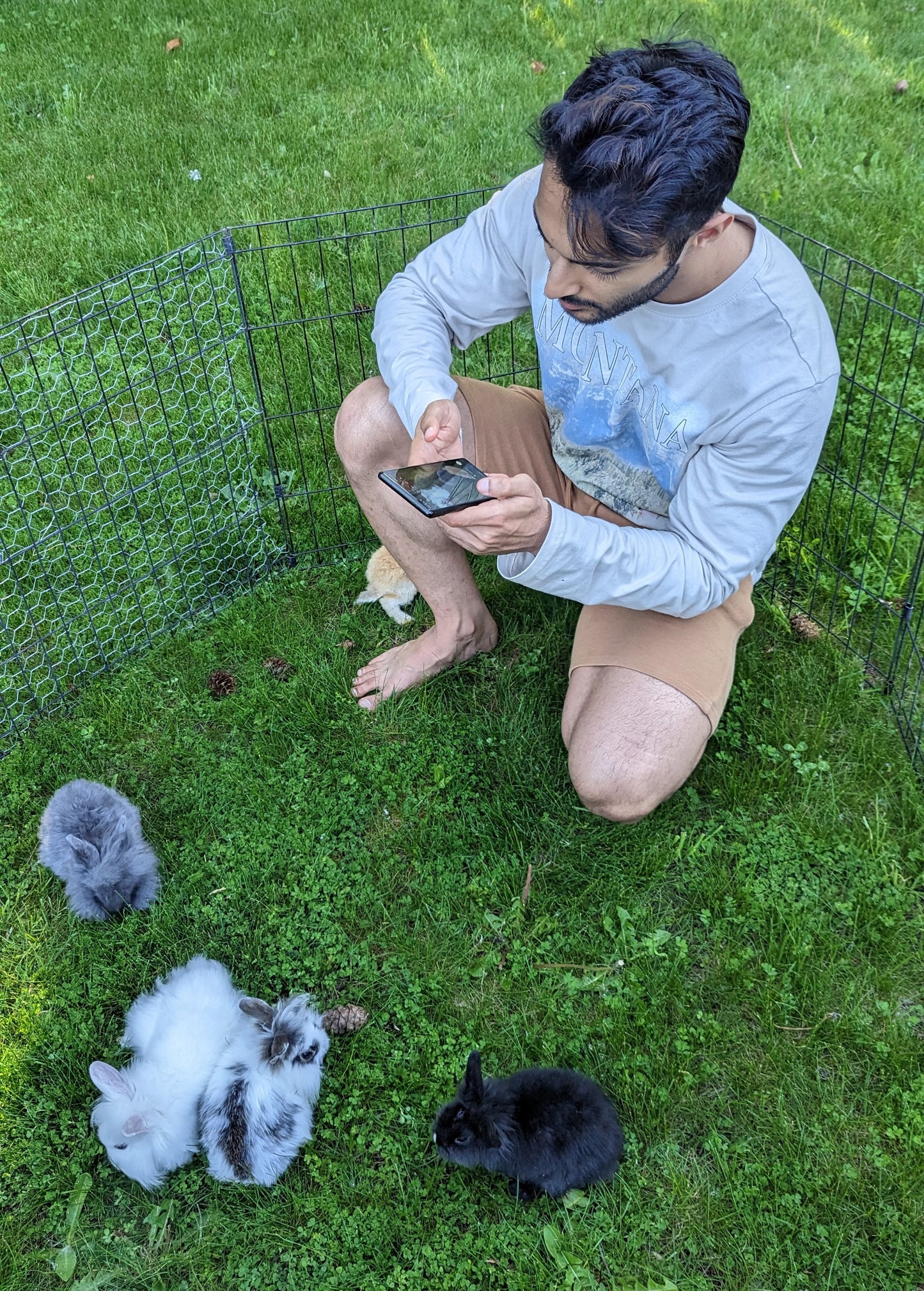 2-6 month old bunny rabbits