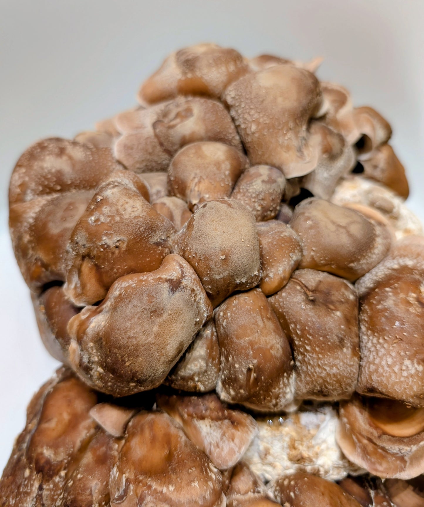 Organic Shiitake Fruiting Block – Mushroom Growing Kit