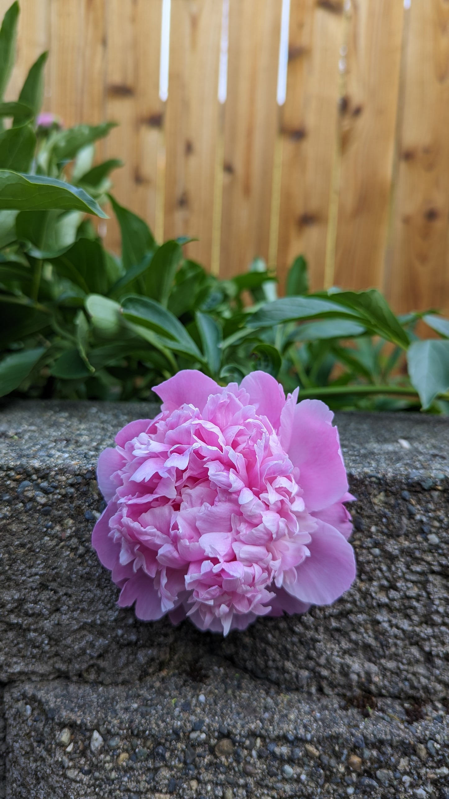 5 mixed mysterious herbaceous peony