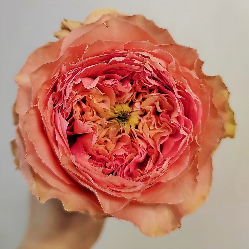 Sweet Harper lookalike garden rose plant flower bush deciduous shrub