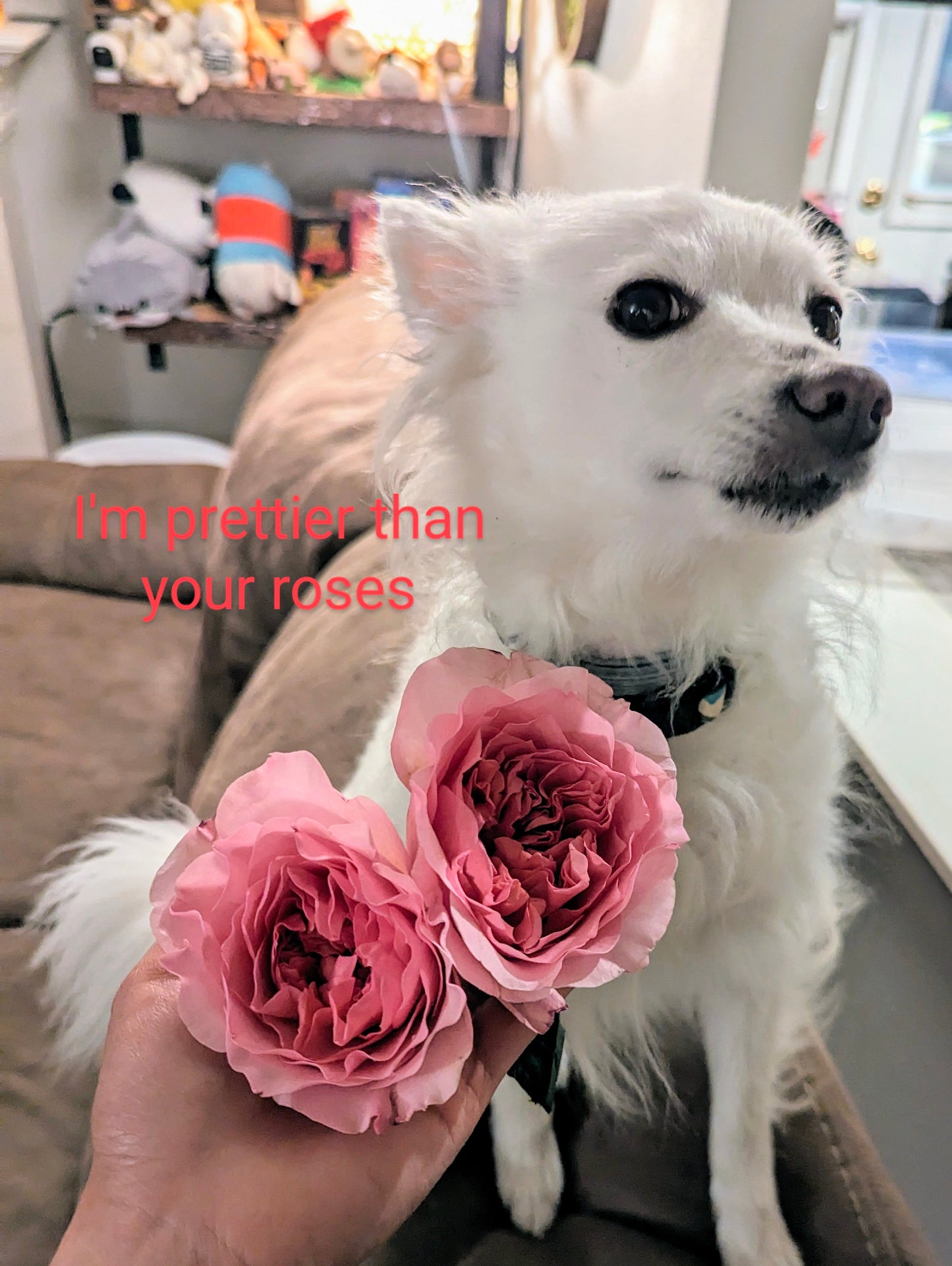 New rose garden rose plant flower bush shrub