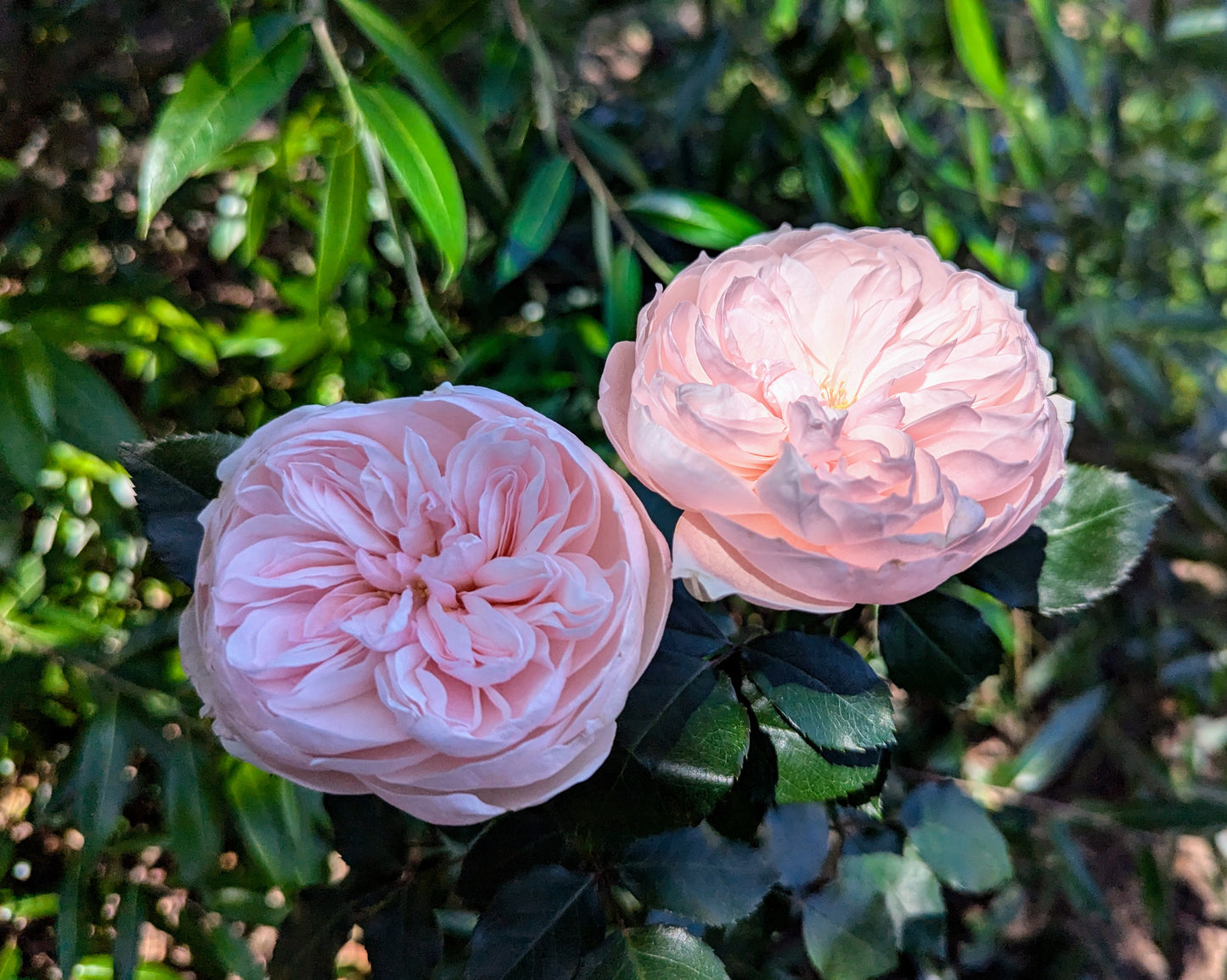 Sabrina lookalike garden rose plant flower bush shrub