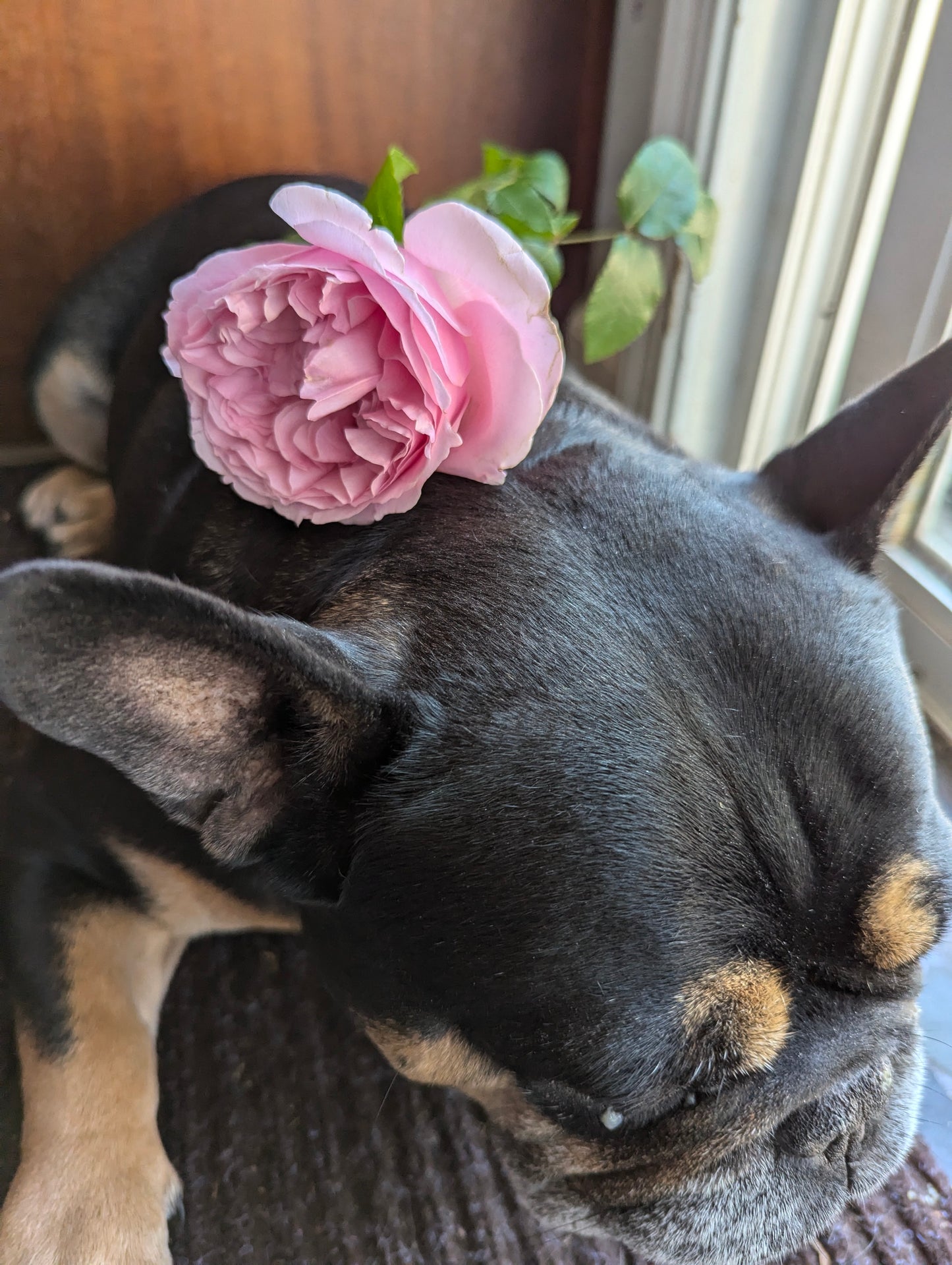 Sabrina lookalike garden rose plant flower bush shrub