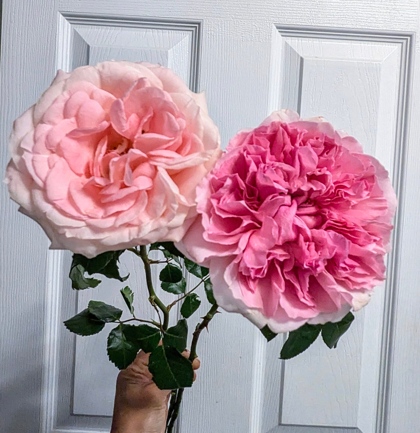 10 mixed rose plants: English Ausjameson, her lover Romeo, Ausimmon and her other friends