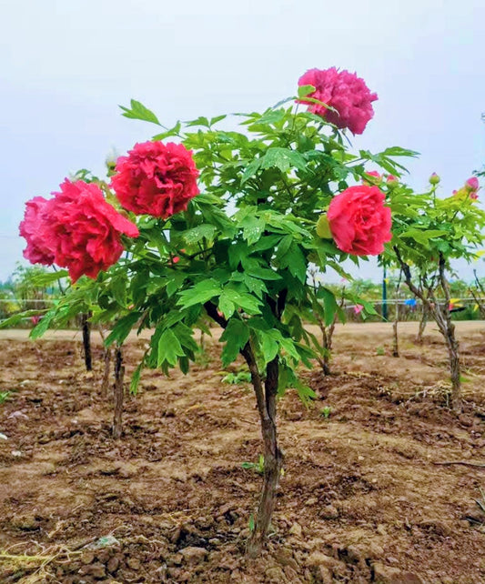 "Alchemist's Fire" large flower tree peony