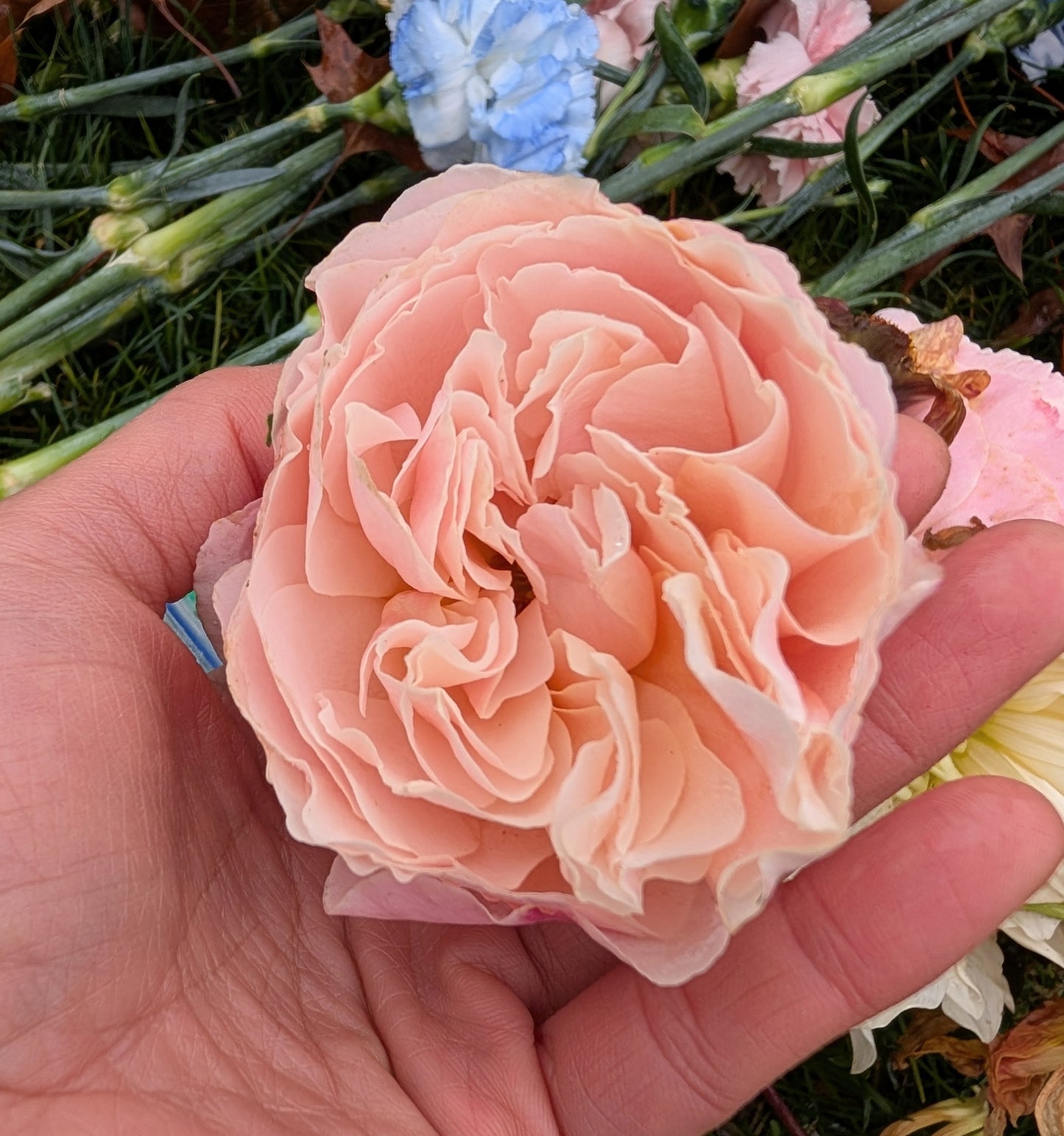 New thornless rose plant large flower bush deciduous shrub