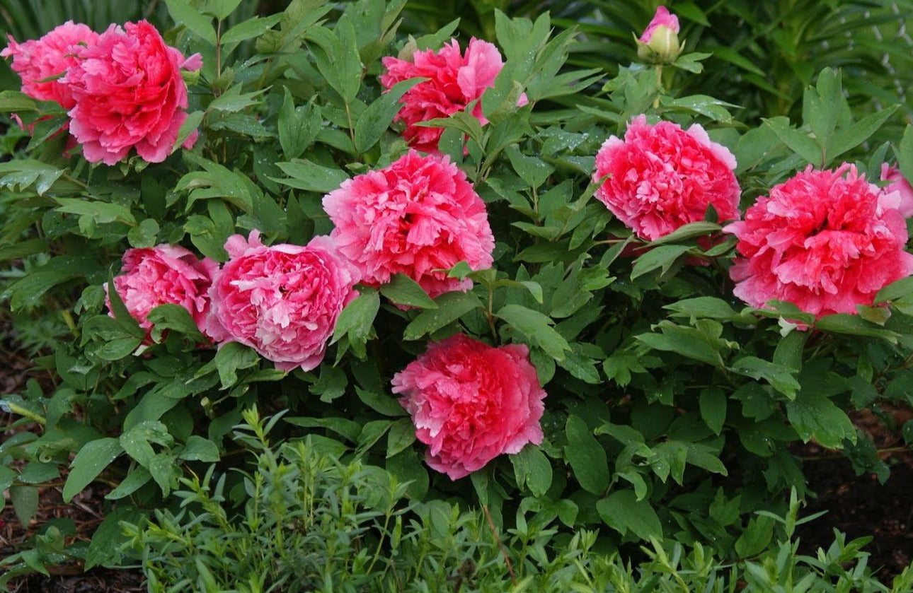 "Coral Terrace" fragrant large flower tree peony