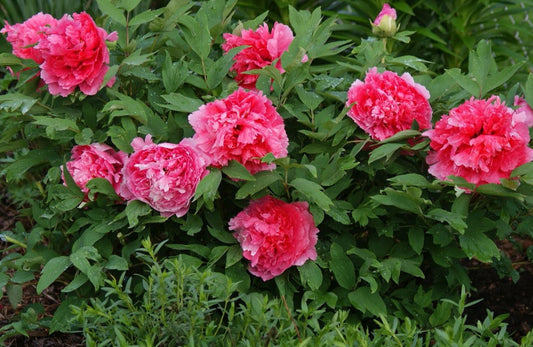"Coral Terrace" fragrant large flower tree peony
