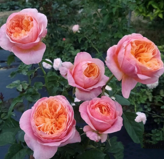 Victoria's Secret garden rose plant flower bush shrub