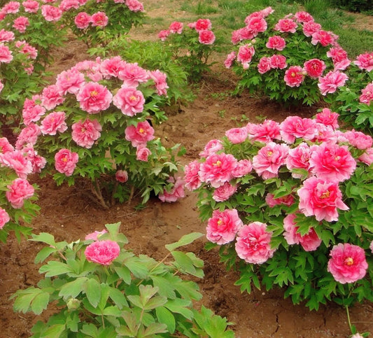 "Welcoming the Red Sun" large flower tree peony