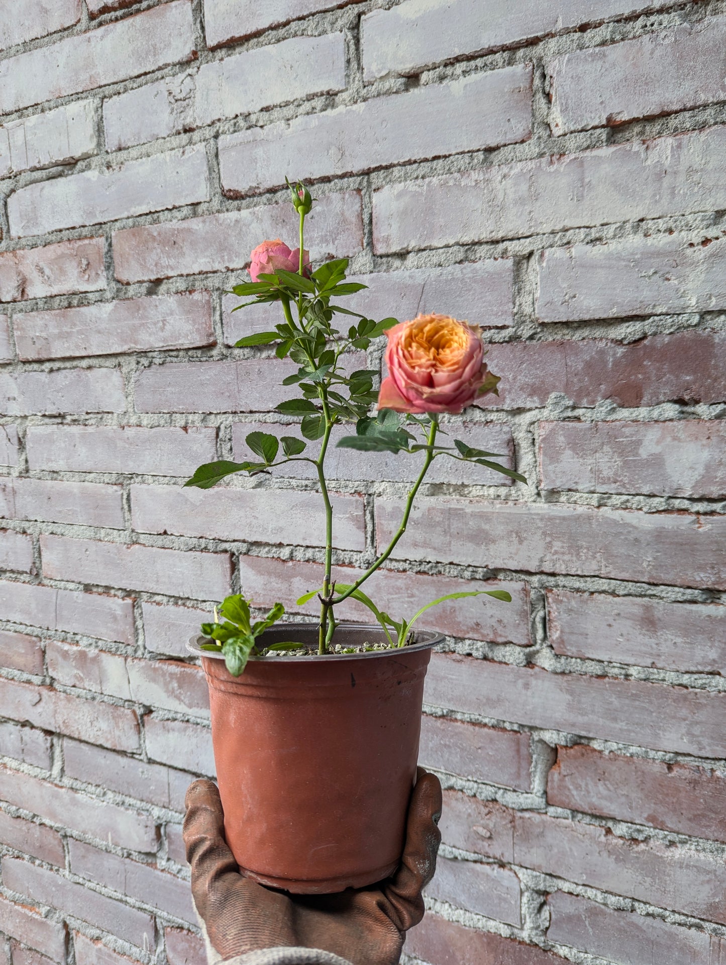 Kensington Gardens lookalike rose plant flower bush shrub
