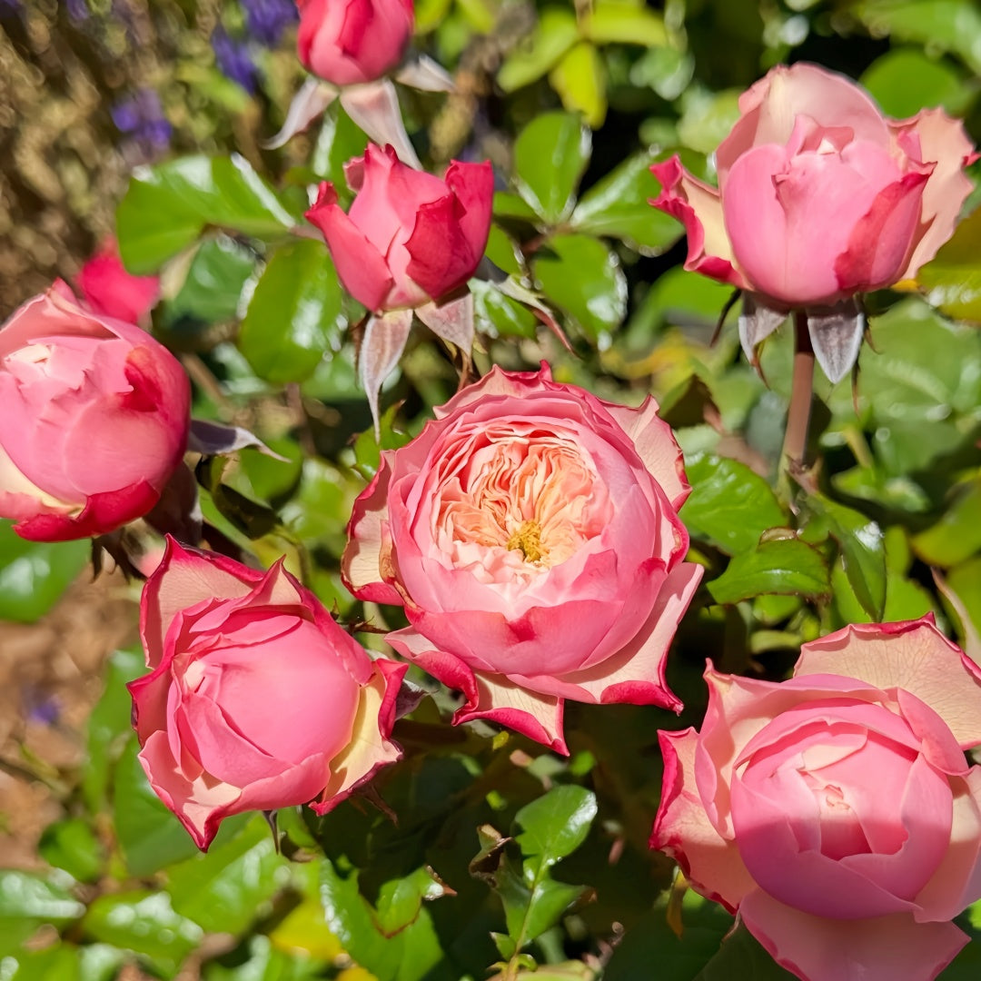 Northanger Abbey lookalike garden rose plant flower bush deciduous shrub
