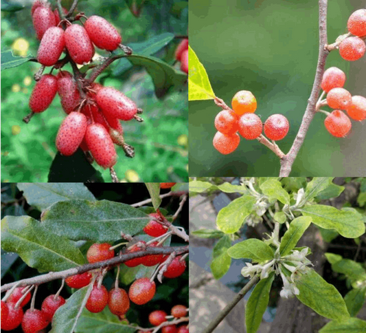 Free silverberry cuttings