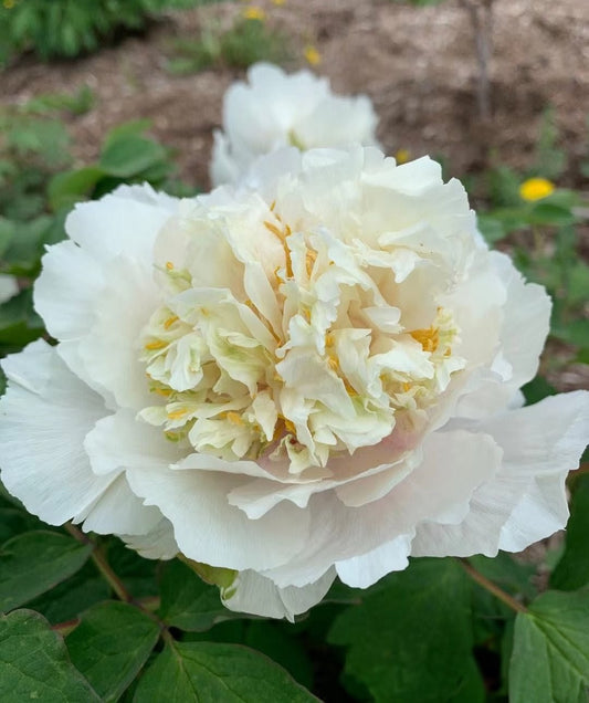 Yellow Emerald Feathers tree peony