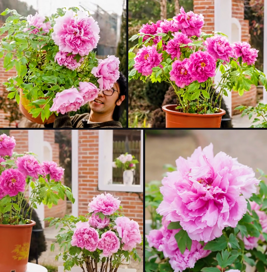 2 trees - Duo pink 2 large flower plants