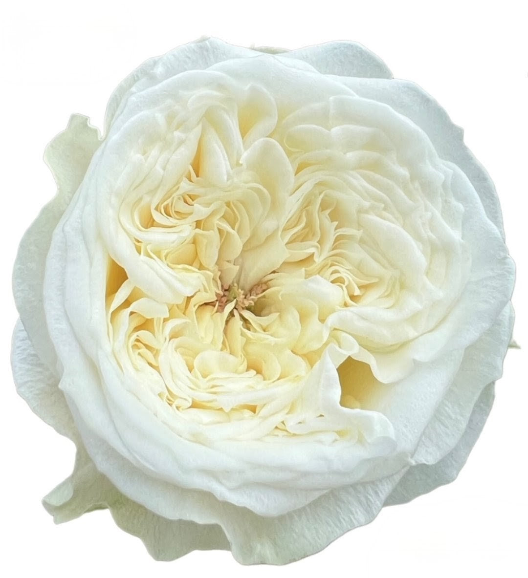 Paradise White lookalike garden rose plant flower bush shrub