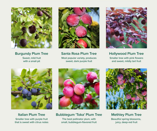 Free mixed plum & plumcot cuttings