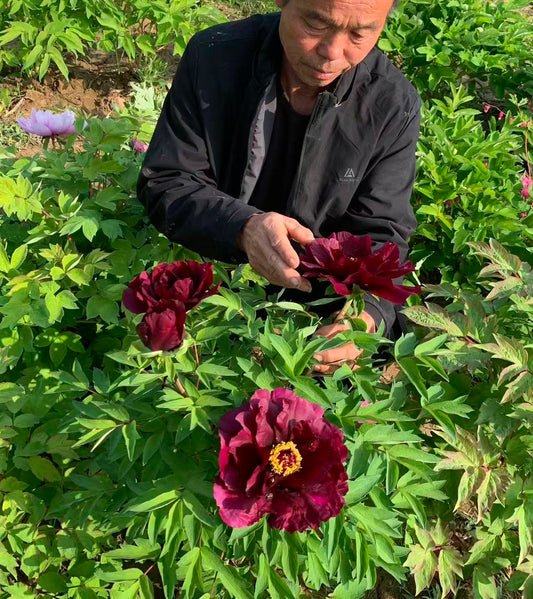 Sai Mo Lian tree peony