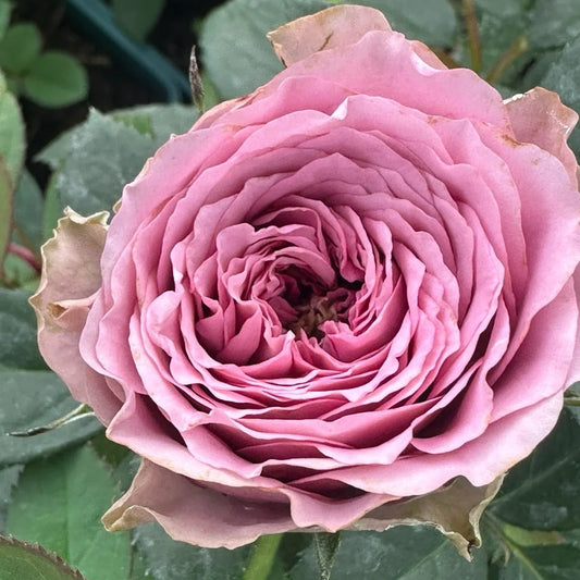 Smokey eyes lookalike garden rose plant large flower bush deciduous shrub