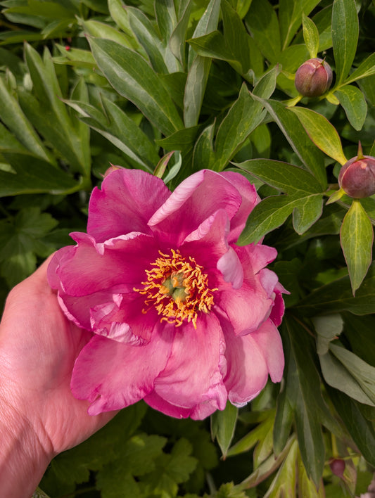 Julia Rose Itoh Peony