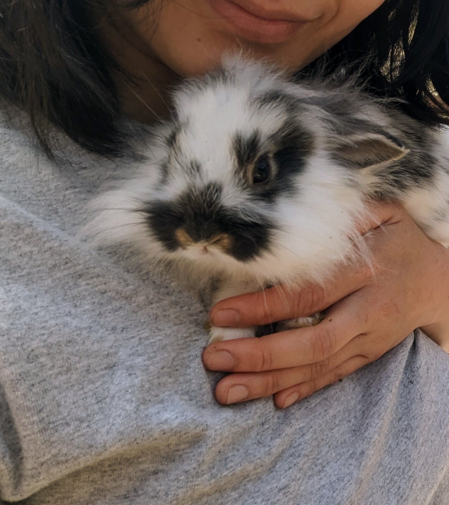 2-6 month old bunny rabbits