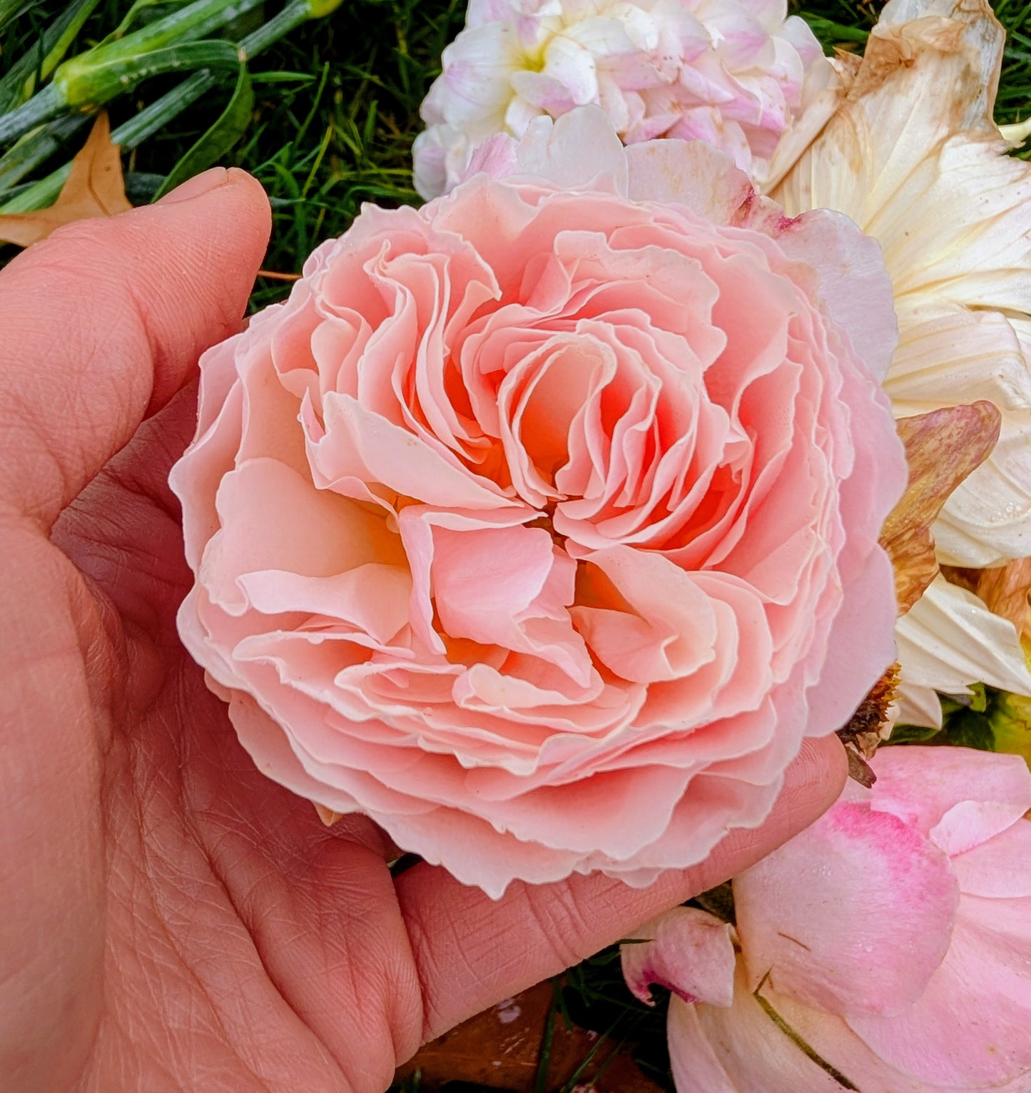 New thornless rose plant large flower bush deciduous shrub