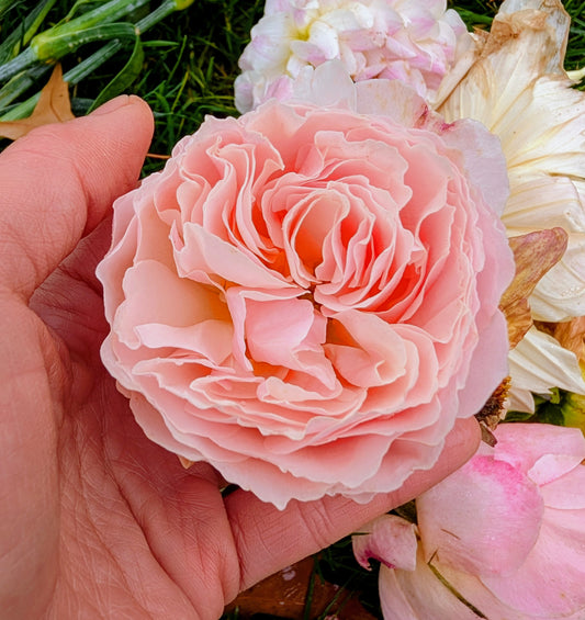 New thornless rose plant large flower bush deciduous shrub