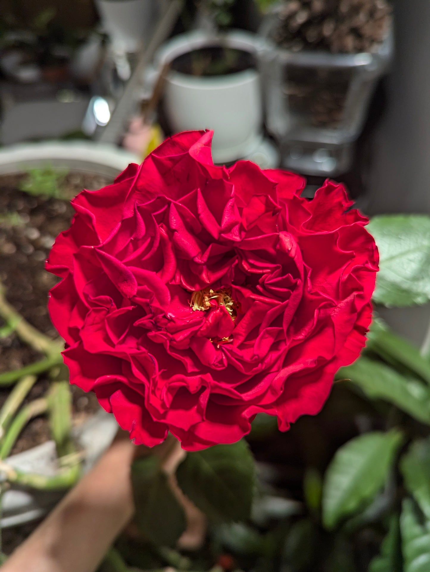 Red garden rose plant flower bush deciduous shrub