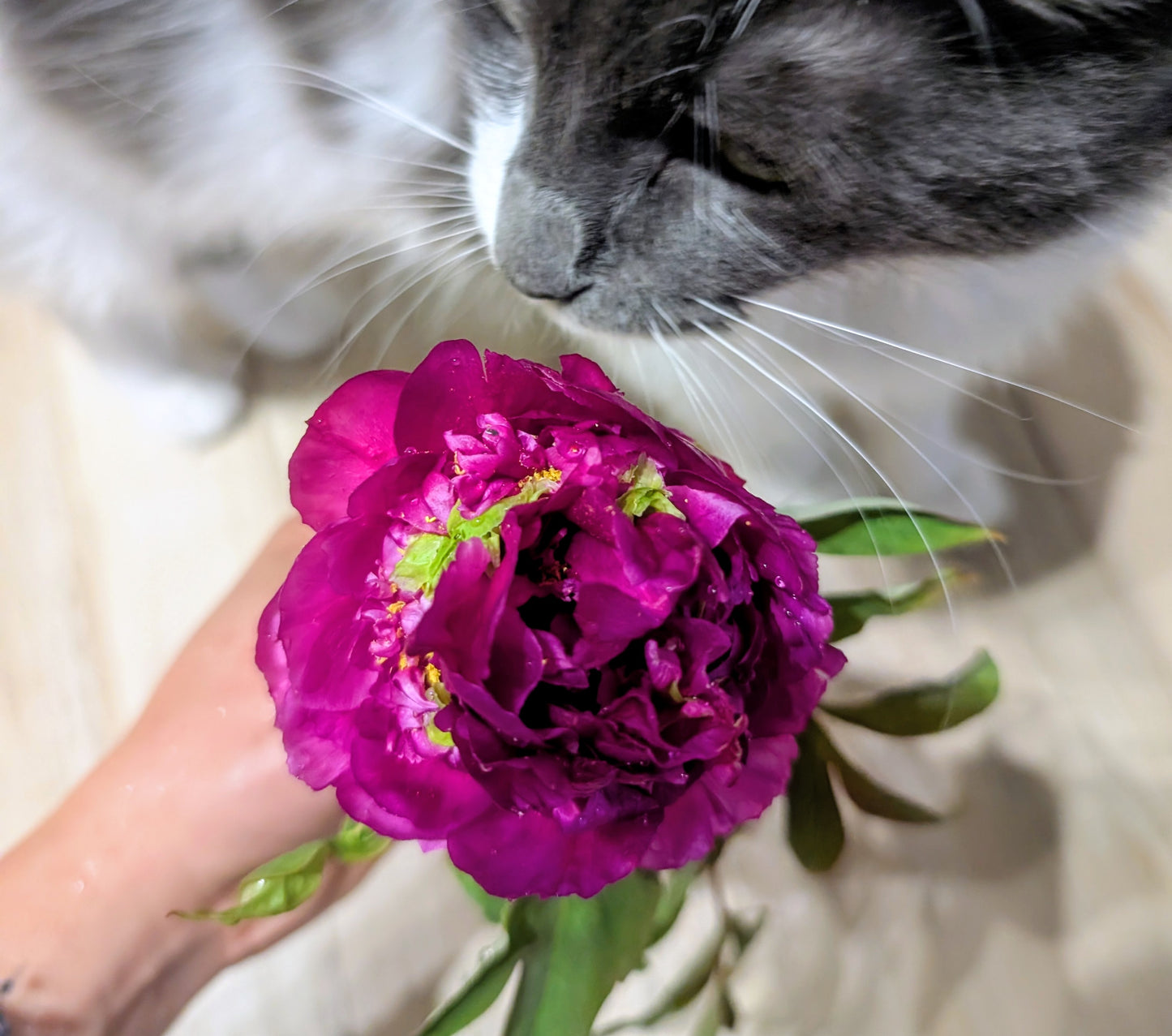 "Champion Crown" large flower tree peony