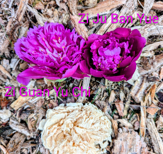 Chrysanthemum Moon Zi Ju Ban Yue tree peony