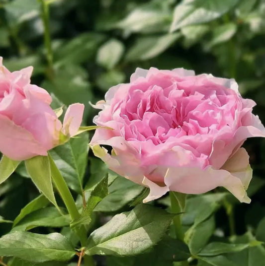 Country Spirit Peonia lookalike garden rose plant flower bush deciduous shrub