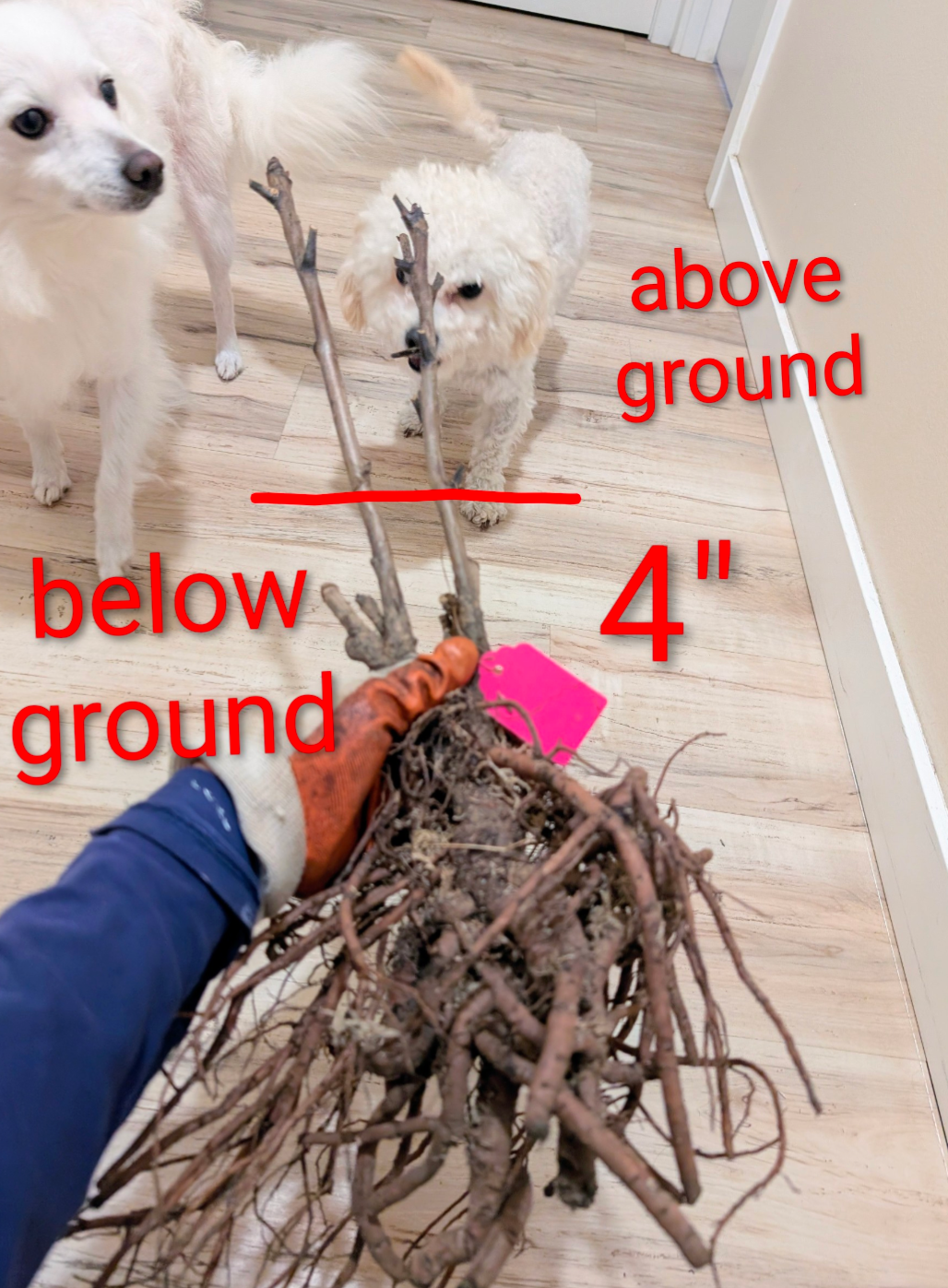 "Champion Crown" large flower tree peony