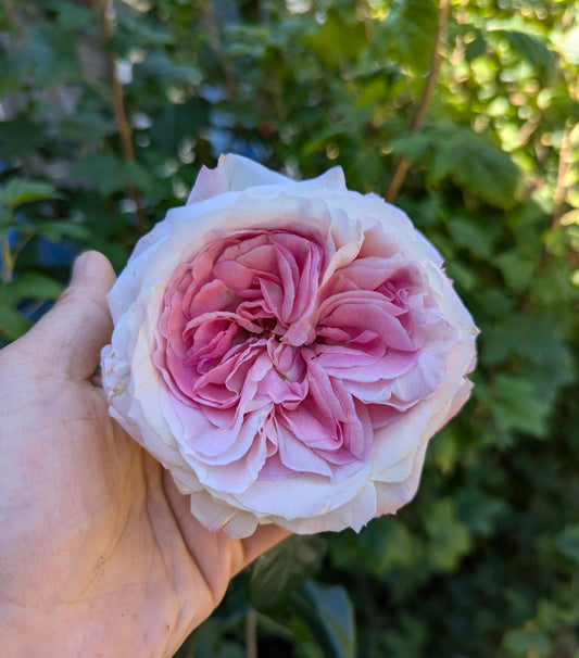 Mayra Bridal lookalike garden rose plant flower bush shrub