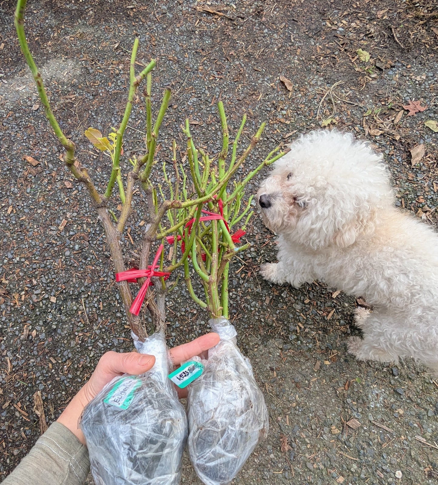 Vuvuzella garden rose plant large flower bush deciduous shrub