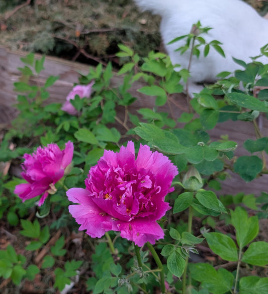 Zi Guan Yu Chi tree peony