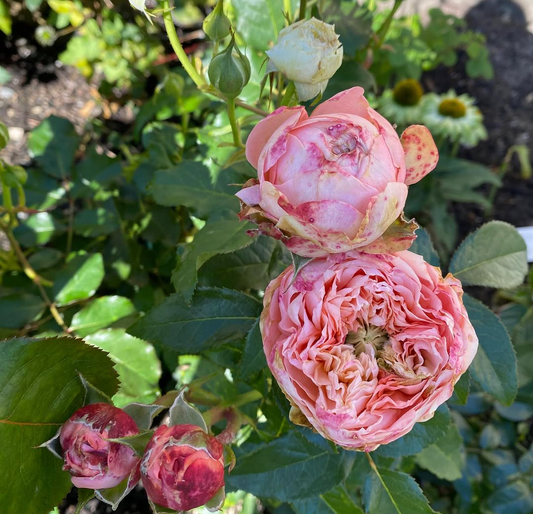 Sweet Harper garden rose plant flower bush deciduous shrub