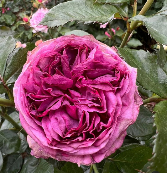 Thierry Marx garden rose plant flower bush shrub