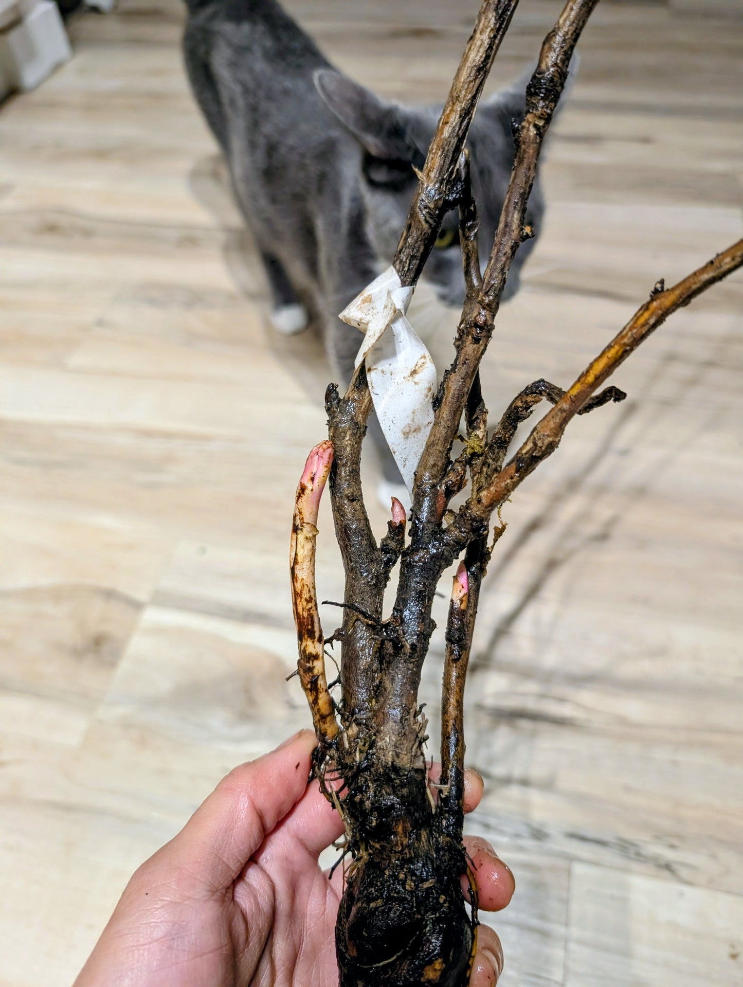 "Golden pavilion" large flower Japanese tree peony