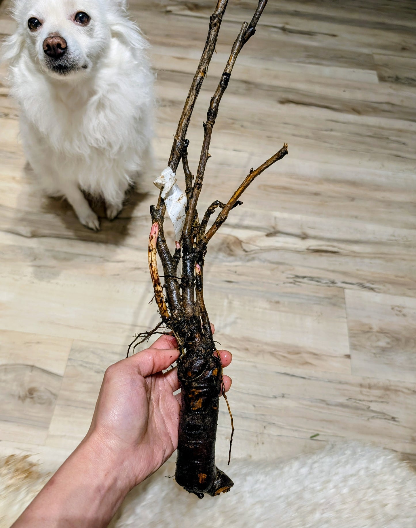 "Golden pavilion" large flower Japanese tree peony