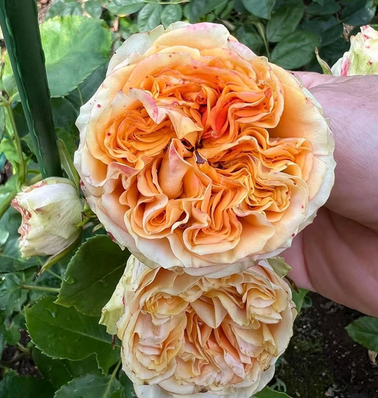 E. Summer garden rose plant flower bush shrub