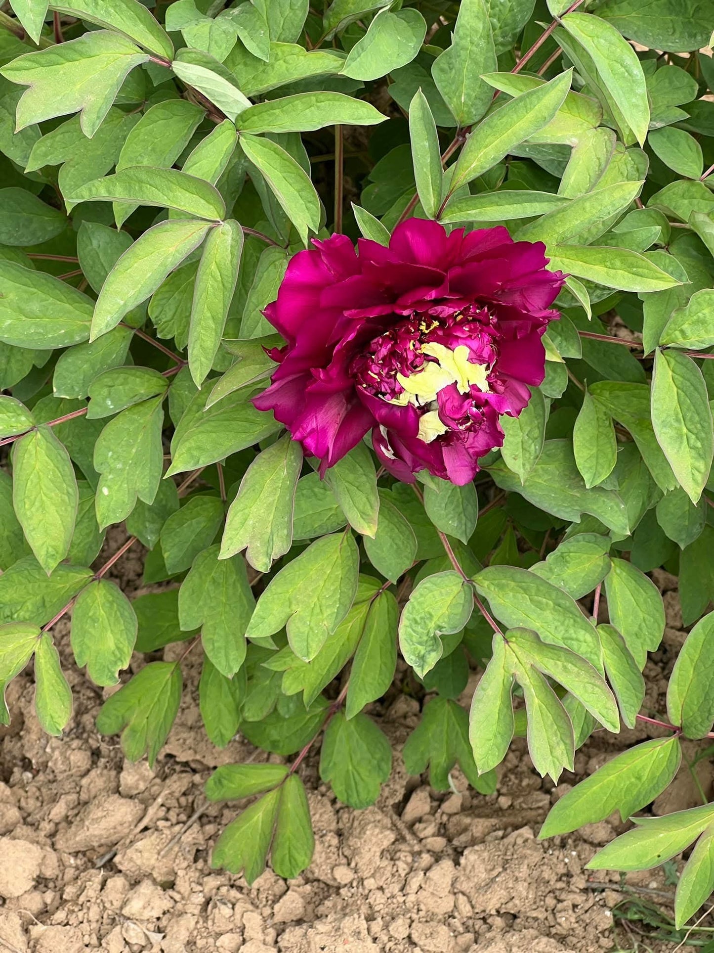 "Champion Crown" large flower tree peony