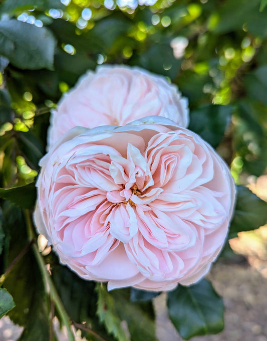 Sabrina lookalike garden rose plant flower bush shrub