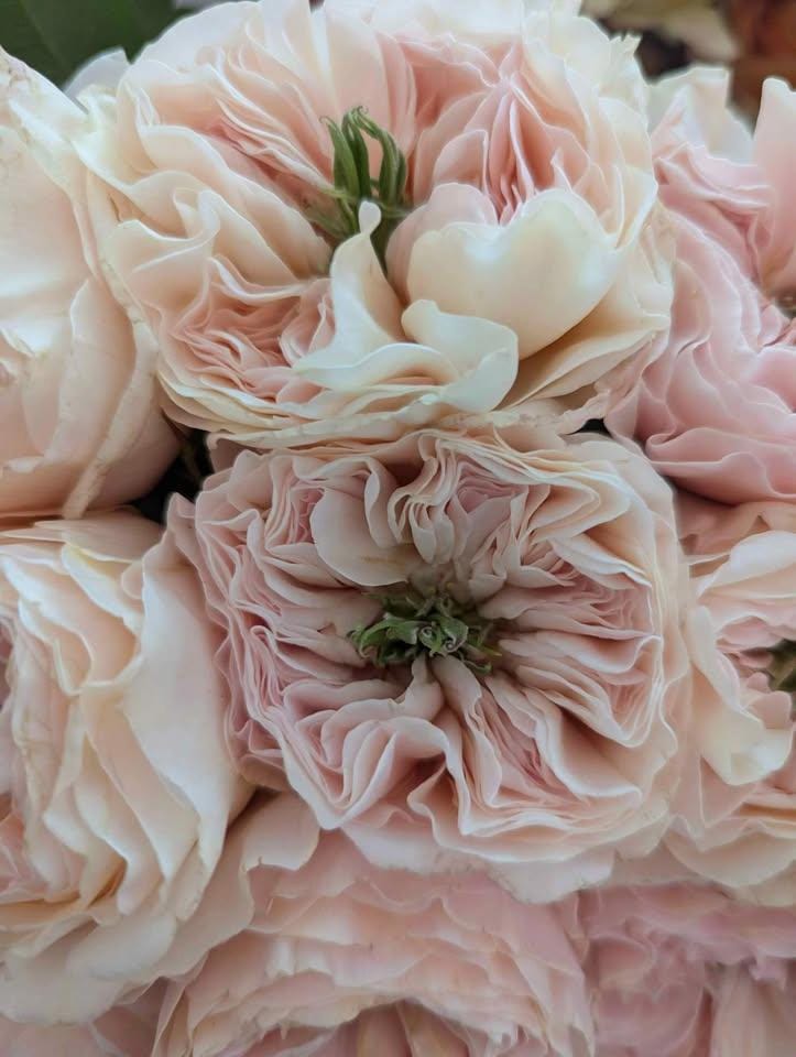 Charit lookalike rose plant flower bush shrub