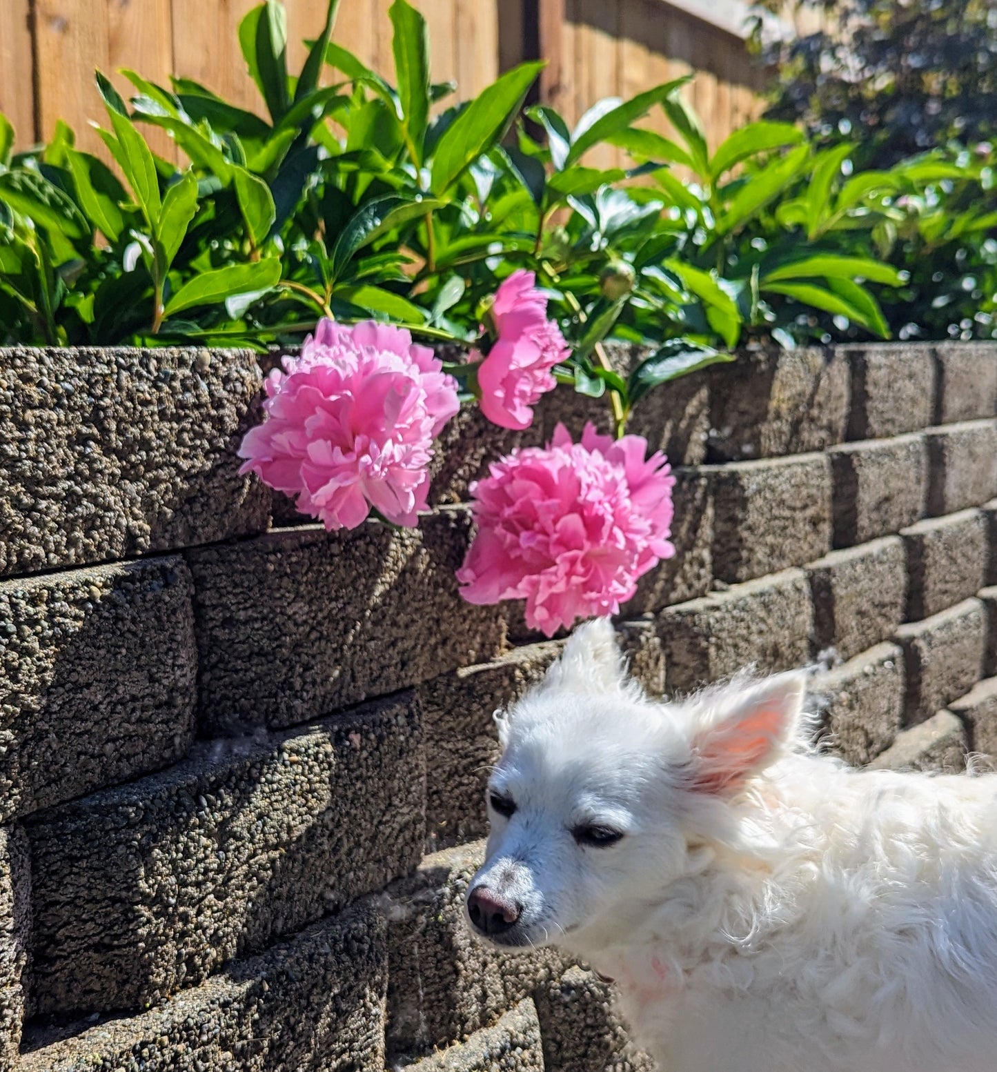 5 mixed mysterious herbaceous peony